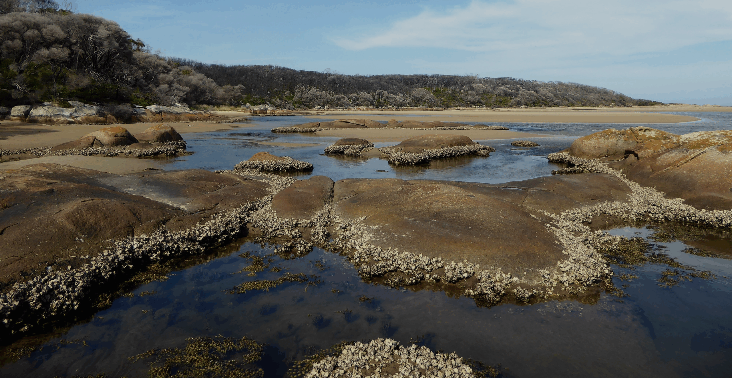 Wingan Inlet’s Sydney Rock Oysters