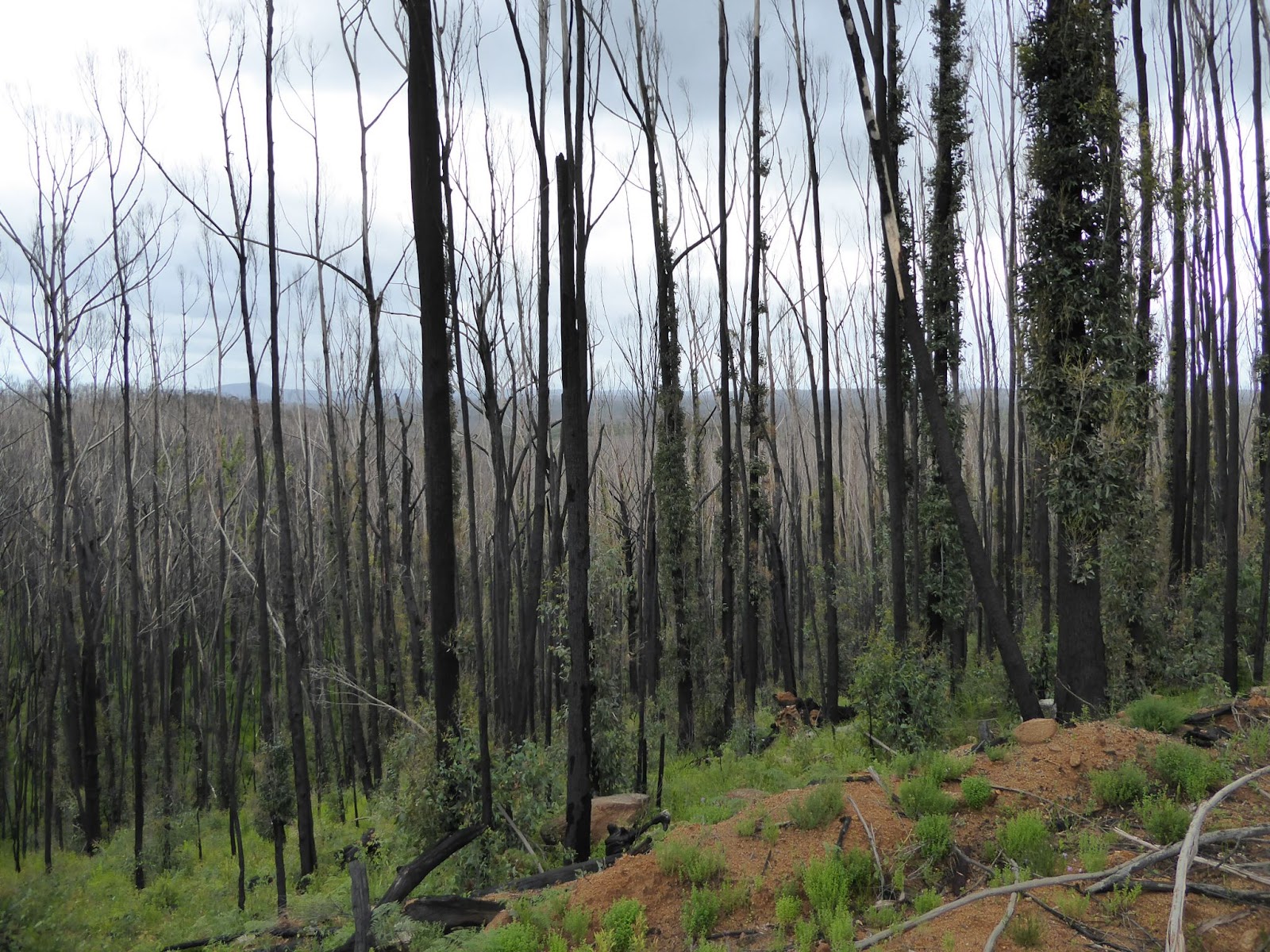 A broken landscape –  impacts of  logging in the Wingan Inlet area